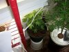 G-daddy purp in soil beside ww hydro (Large).jpg