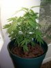 GranddaddyPurp (Large).JPG