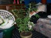 100_1133.jpg