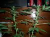 100_1135.jpg