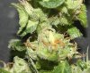 flower.jpg