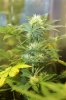 Haze Auto November 21.jpg