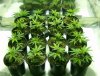 11-21-10 warlock, og, sour kush.jpg