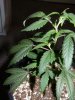 G13.jpg