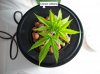 23NOV clone1athena.jpg 23NOV clone1athena.jpg