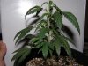 G13.jpg