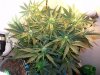 new grow 032eeeeeeee.jpg