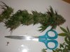 Star 9 week Harvest (8).jpg Star 9 week Harvest (8).jpg