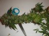 Star 9 week Harvest (9).jpg Star 9 week Harvest (9).jpg