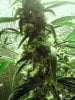 buds2.jpg buds2.jpg