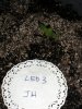 LED3.jpg