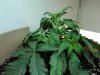 DSC01156.jpg