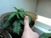 DSC01158.jpg