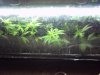 new clones 003.jpg