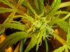 The Grow II (27).jpg The Grow II (27).jpg
