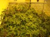 The Grow II (21).jpg The Grow II (21).jpg