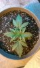 G13 16 days.jpg
