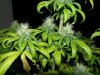 MD new growth (3).jpg