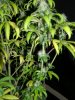 MD new growth (4).jpg