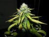 MD new growth.jpg
