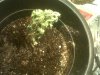 IMG00628-20101128-1120.jpg