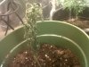IMG00627-20101128-1120.jpg