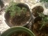 IMG00629-20101128-1121.jpg