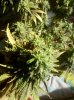 420 179.jpg