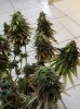 420 222.jpg