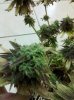 420 220.jpg