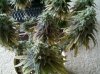420 167.jpg
