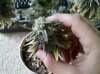 420 166.jpg