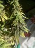 420 175.jpg