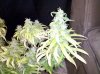 420 171.jpg