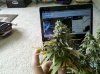 420 163.jpg
