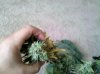 420 173.jpg