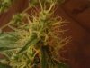 low bud.jpg