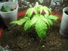 best plant - closeup - day 23.jpg best plant - closeup - day 23.jpg