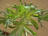 Plant a2_640x480.jpg