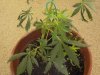 plant a3_640x480.jpg