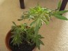 Plant a_640x480.jpg