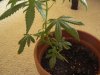 plant b2_640x480.jpg