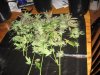 Harvest 011.jpg