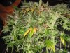 Harvest 013.jpg