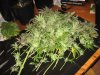 Harvest 019.jpg