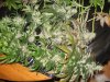 Harvest 030.jpg