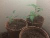 01 Ugly Seedlings.jpg 01 Ugly Seedlings.jpg