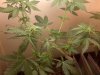 09 Indica Pheno.jpg 09 Indica Pheno.jpg