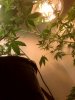 17 Under Canopy.jpg 17 Under Canopy.jpg