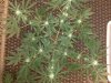 22 Hybrid Fractal.jpg 22 Hybrid Fractal.jpg